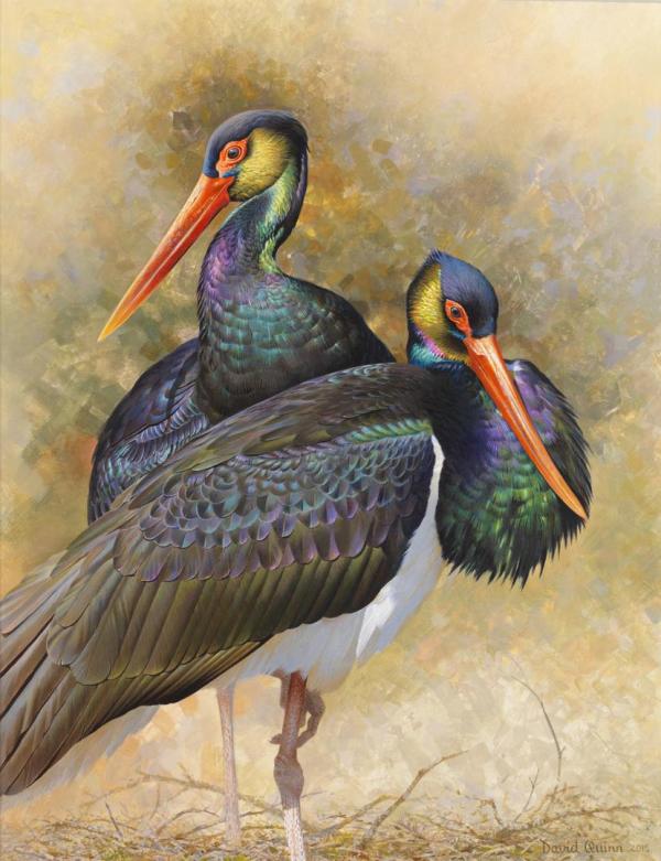 Pair of Black Storks by David Quinn