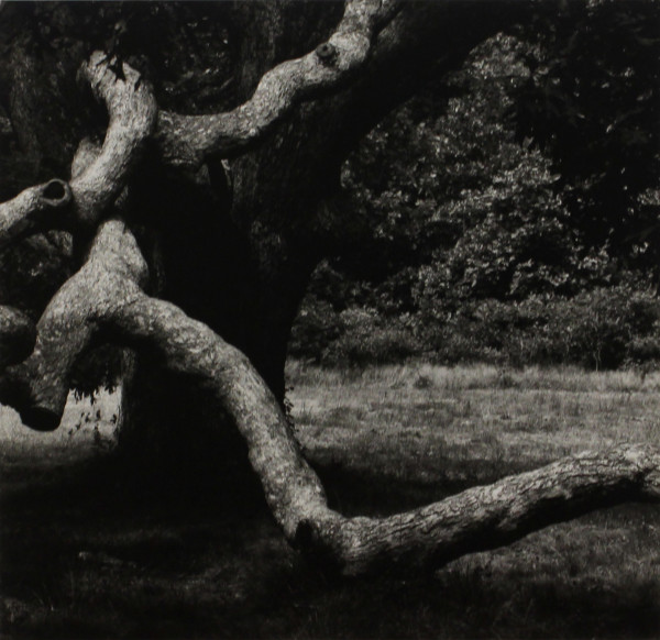 The Tree #36, Martha's Vineyard by Aaron Siskind