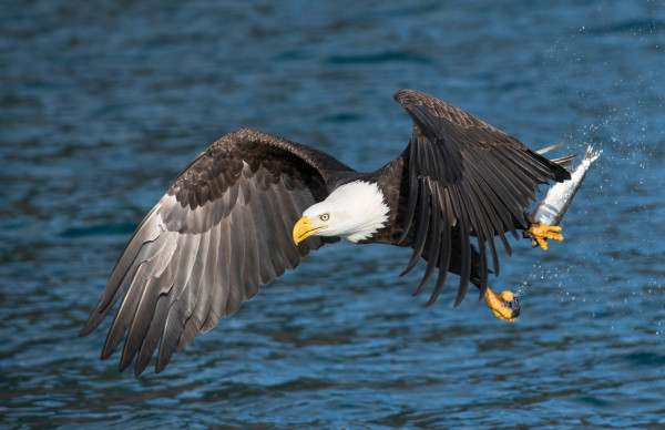 Bald Eagle with Fish by Angela McCain, MD