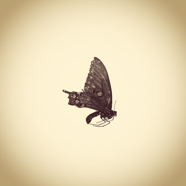 Black Swallowtail Butterfly, Papilio polyxenes by Joshua White