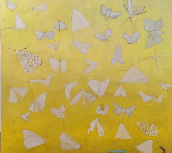Carolina Moths by Marie H Becker
