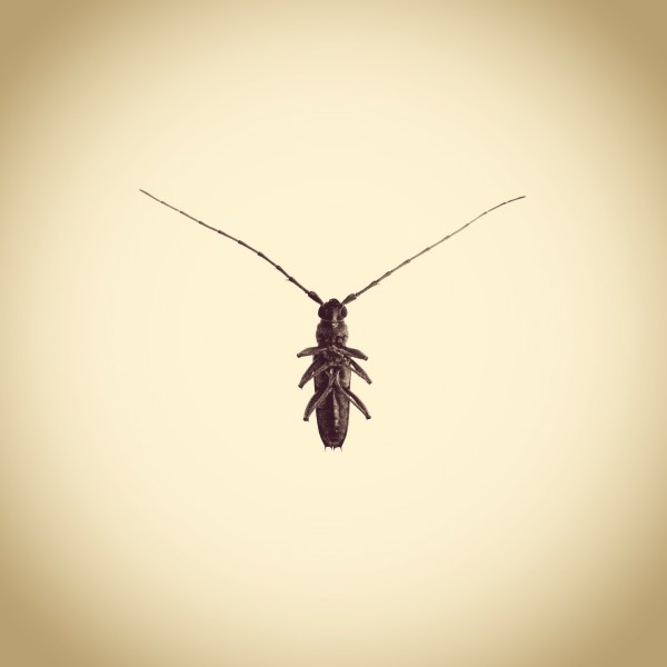 Long Horn Beetle, Family Cerambycidae by Joshua White
