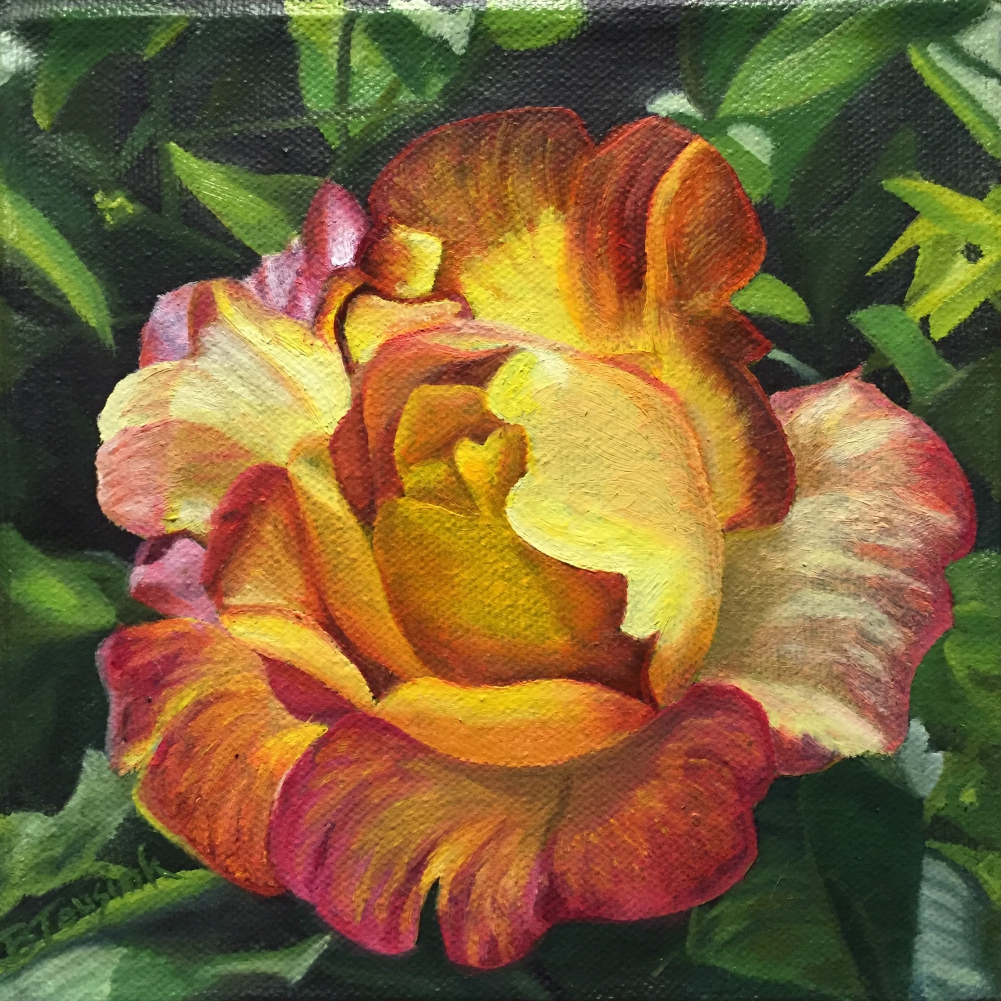 Joseph's Coat of Many Colors Rose (Dad's rose) by Barbara Teusink