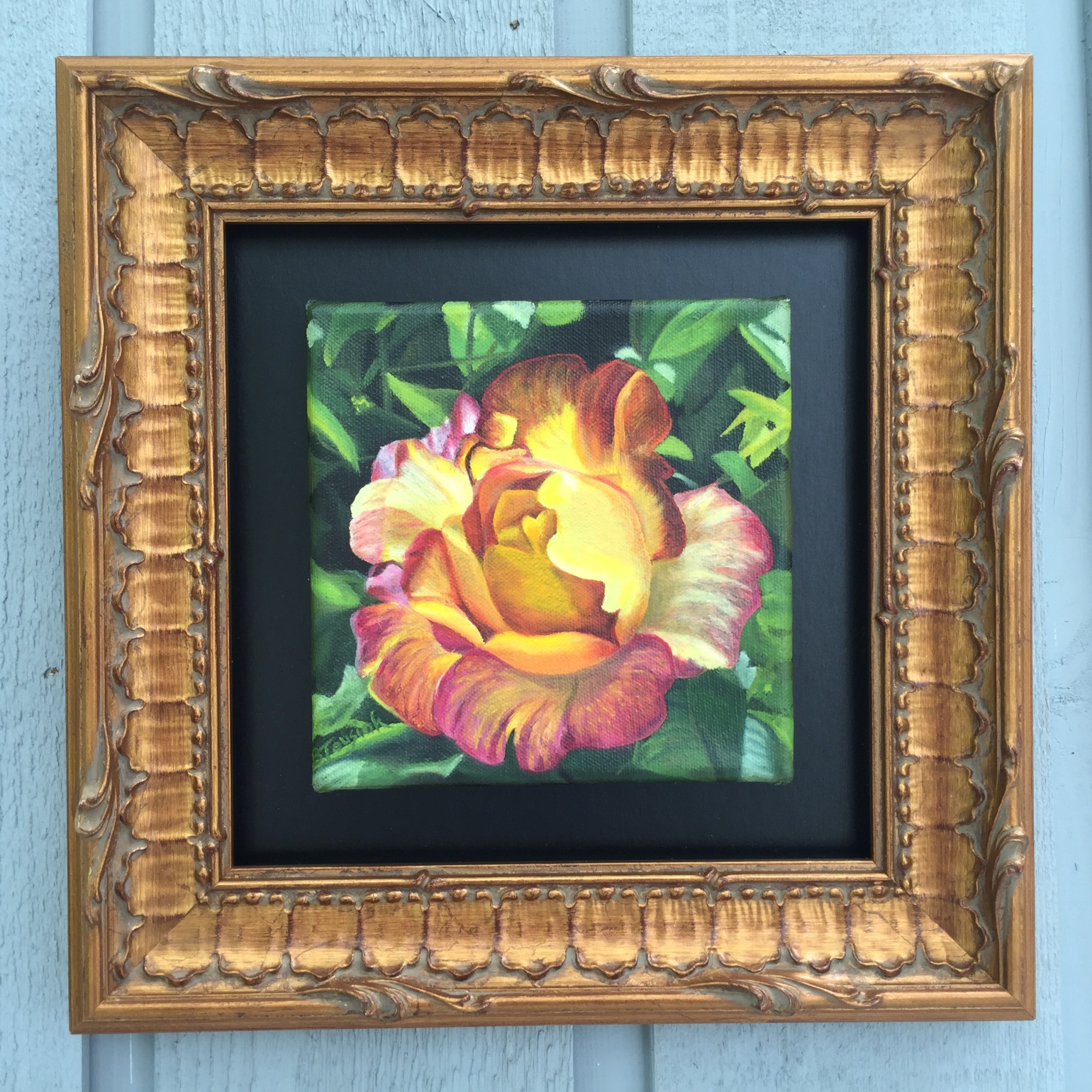 Joseph's Coat of Many Colors Rose (Dad's rose) by Barbara Teusink