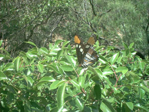 Butterfly Blessing