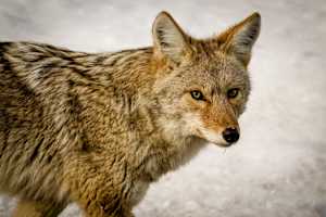 Yellowstone Coyote