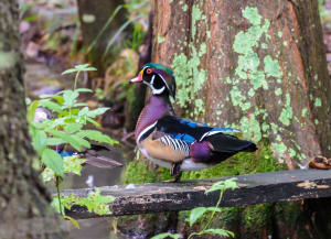NC Zoo Bird