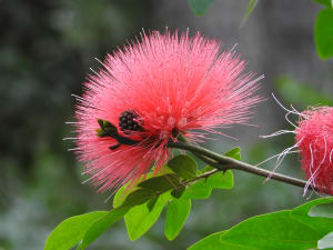 Pink Burst