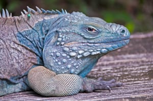 Mona Lizard Smile