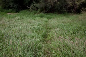 Path in a field of high grass leading up to the cement border wall (Sendero a teavés de un campo ...