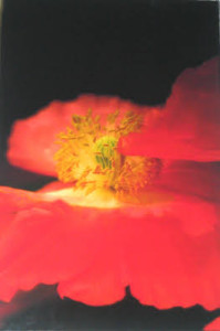 Montana Poppies