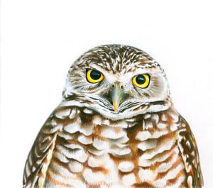 Burrowing Owl