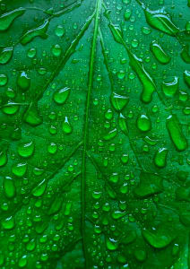 Garden Leaf Water Drops