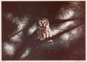 Saw Whet Owl in Cedar