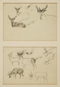 Deer Studies