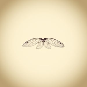 Dog Day Cicada Wings, Tibicen canicularis, from the series Photographic Survey of the American Yard