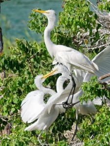 Feeding Egrets
