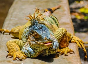 Lounging Lizard