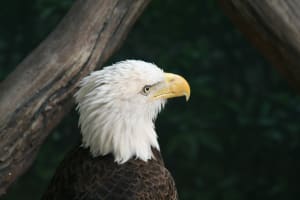 Deep in Thought