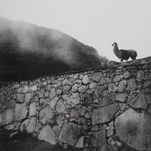 Alpaca At Inka Ruins