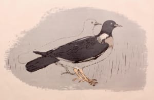 Wood Pigeons