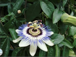 A Unique & Exotic Flower