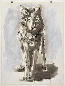 Standing Wolf (Encounter II)