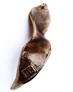 Knobthorn Acacia 17/25