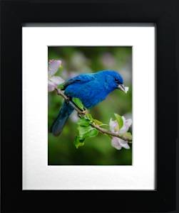 Indigo Bunting in Spring