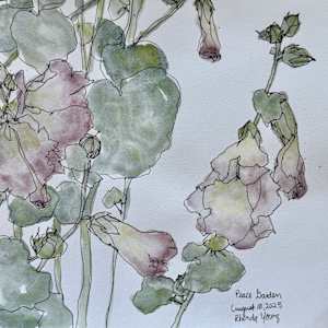 Gaby's Hollyhocks, Peace Garden, August 10, 2025