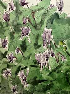 Cyclamen, Hampstead Hill, Oct 6, 2023