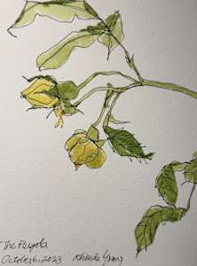 Yellow Rose, the Pergola, Hampstead, London UK October 6, 2023