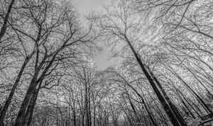 Frozen In The Trees