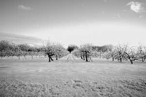 Icy Orchard