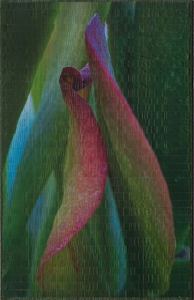Crassula1