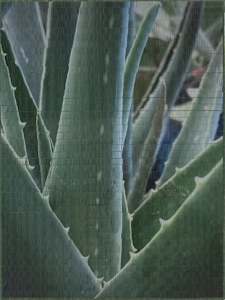 Aloe