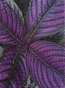 Persian Shield