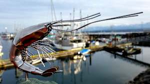 The Knight of Saanich Inlet