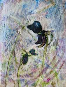 Flying Duck Orchid 1