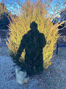 Shadow Self-Portrait / Monumental