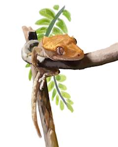 Henry the Crested Gecko