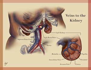 Veins to the Kidney