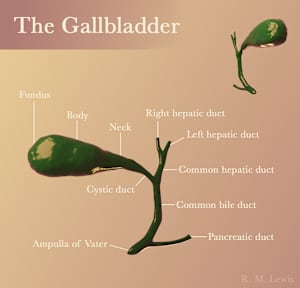 The Gallbladder