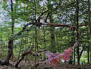Waldo's Woods 2 of 3