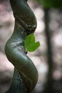 Eve left the Garden