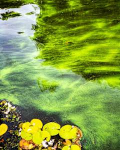 Green Paradise #1