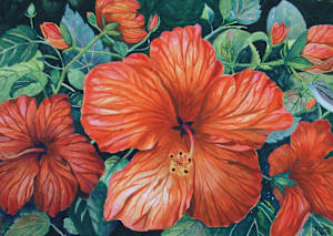 Hibiscus