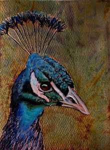 Peacock No. 1