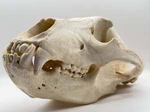 Brown bear skull