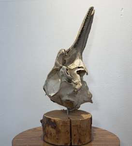 Dolphin skull